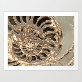 Ammonite Art Print