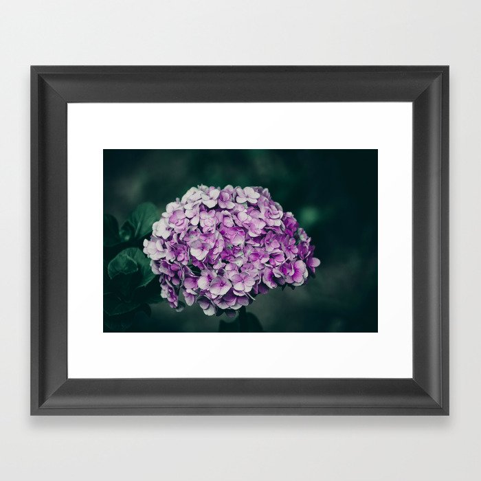 Hydrangea Flower Framed Art Print