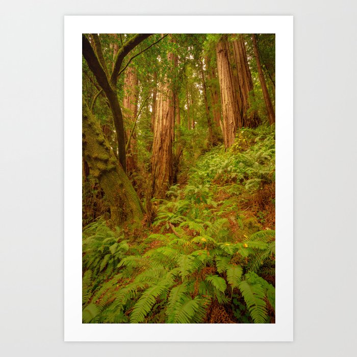 Redwoods Regional II Art Print