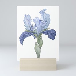 Blue Bearded Iris Mini Art Print