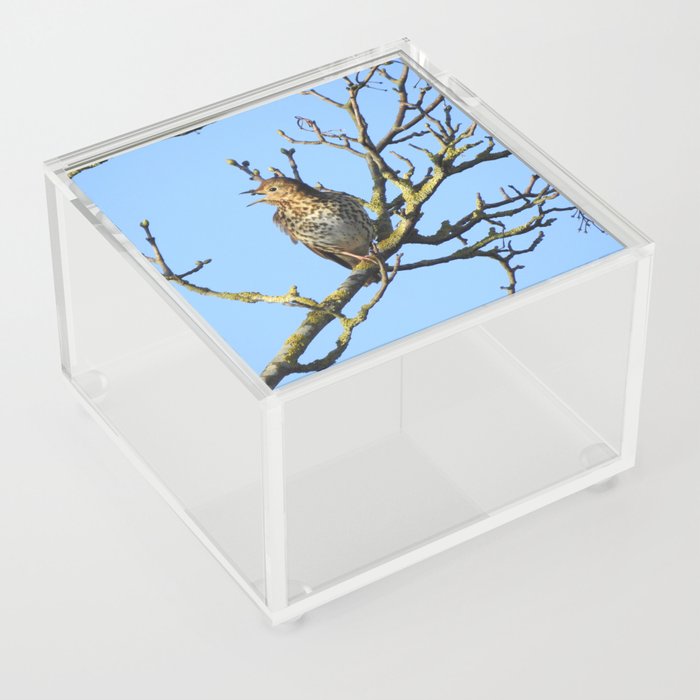 Song Thrush singing while perching on bare branch Acrylic Box