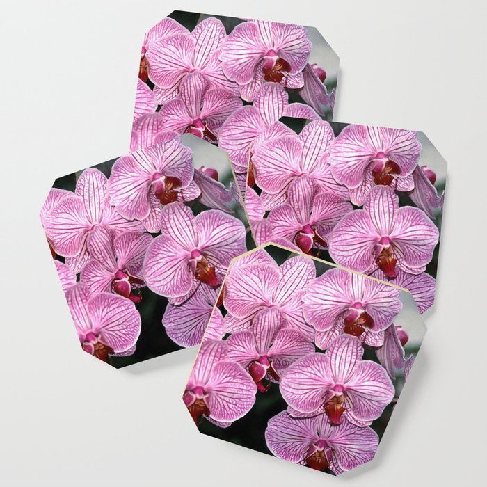 Pink Butterfly Phalaenopsis Orchid Coaster