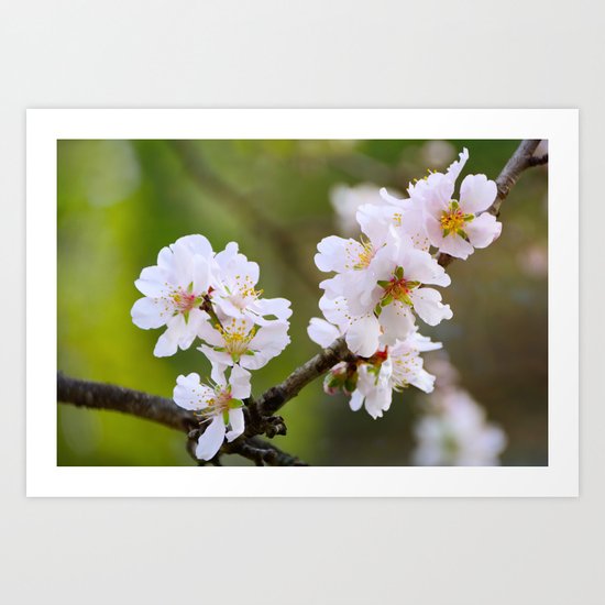 Spring Blossom Art Print