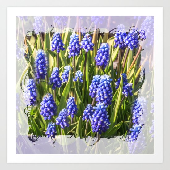 Grape hyacinths muscari Art Print
