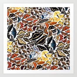 Butterflies of North America Pattern Art Print