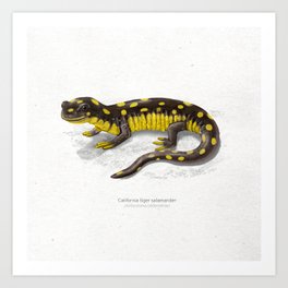 California tiger salamander scientific illustration art print Art Print
