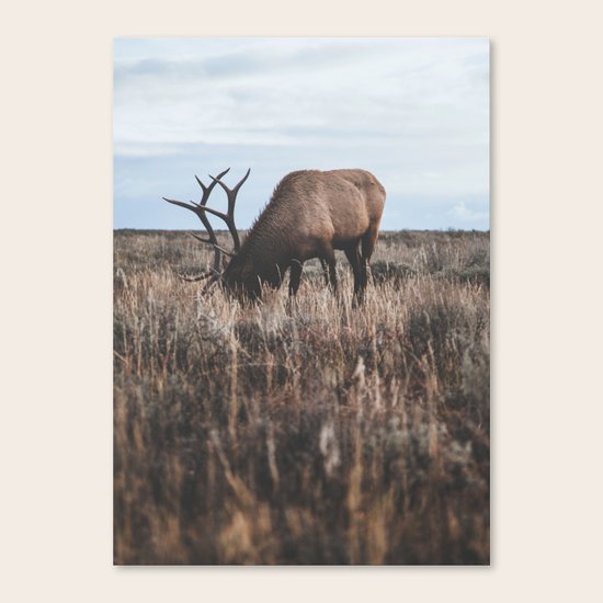 Elk Canvas Print