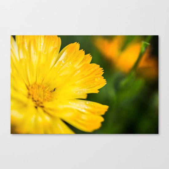 Macro Yellow Flower Canvas Print