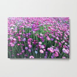 Paper Daisies 2 Metal Print | Flowers, Pattern, Flora, Green, Colour, Everlastingdaisies, Garden, Photo, Floral, Blossoms 