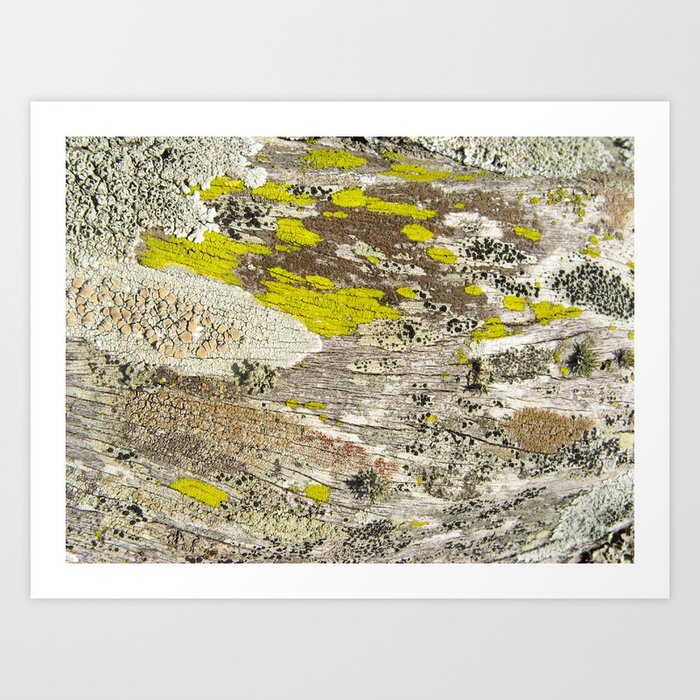 Lichens Over Bark 2 Art Print