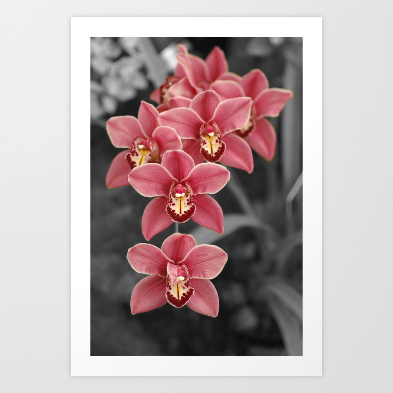 Cymbidium Orchid Art Print By Studio421 Society6