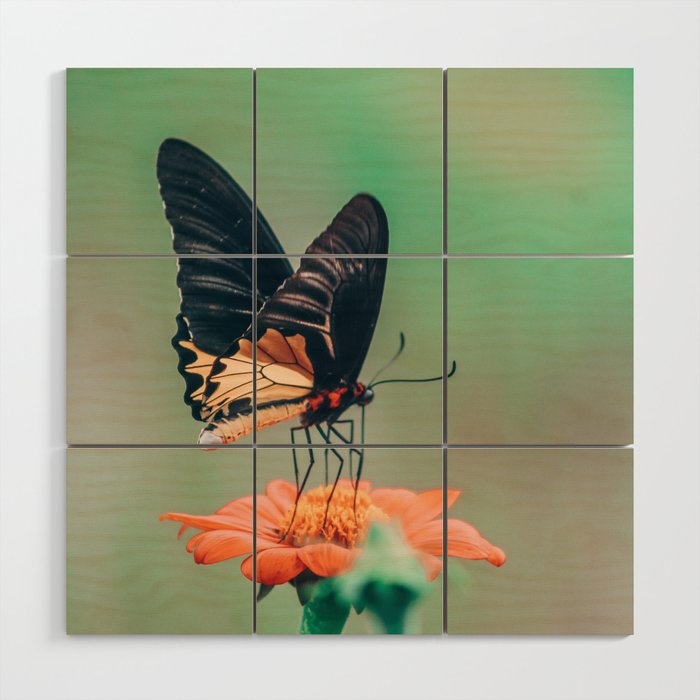 Butterfly on a flower | Nature | Thailand Wood Wall Art
