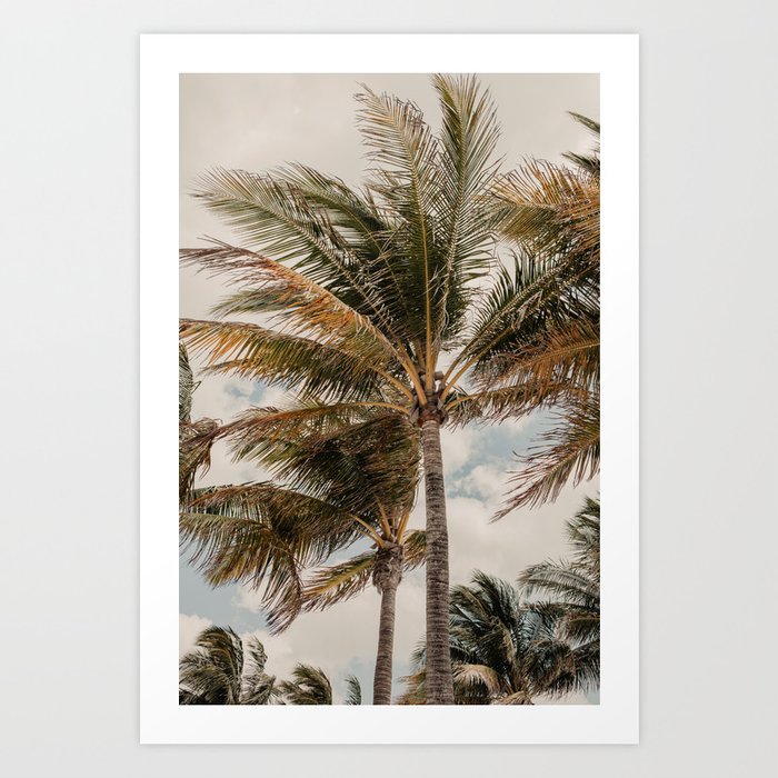 Palm trees florida USA | Fine Art Travel Photography Art Print