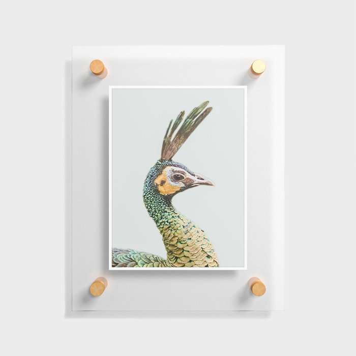 Peacockin' Floating Acrylic Print