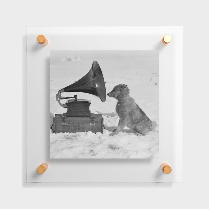 Chris the Dog and the Gramophone, Anarctic snow-covered polar black and white photography / photographs by Herbert Ponting Floating Acrylic Print