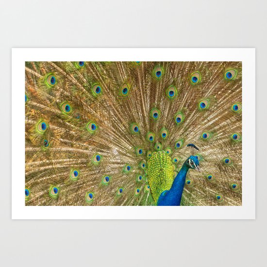 Pavoreal Art Print