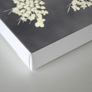 Black And White Queen Annes Lace Canvas Print By