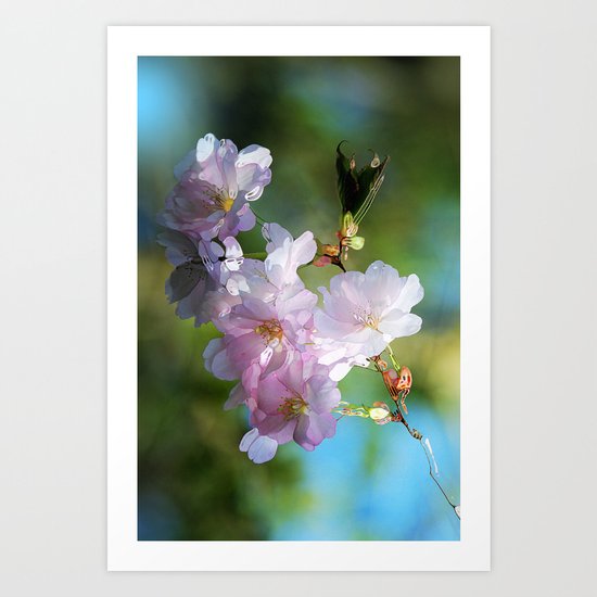 Pretty Pink Blossoms Art Print