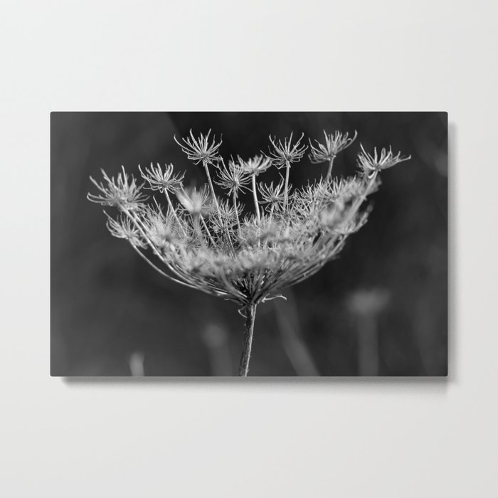 Withered pointed hogweed Metal Print
