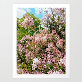 Pink Lilac Flowers bouquet Art Print