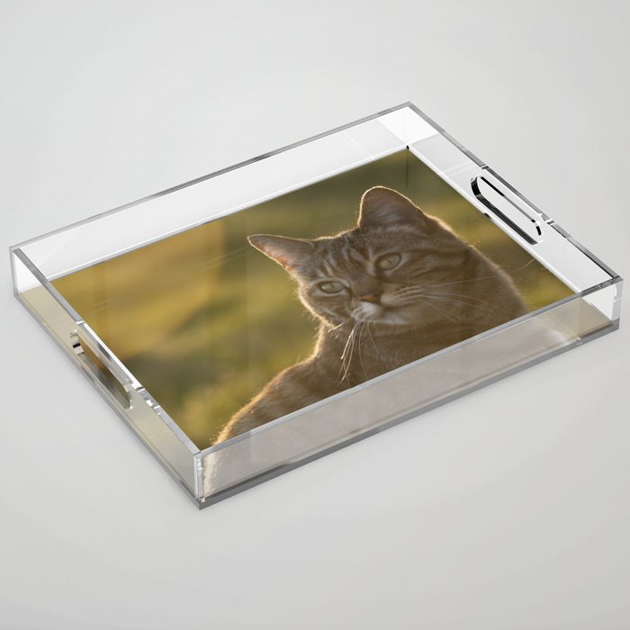 Tabby kitty Acrylic Tray