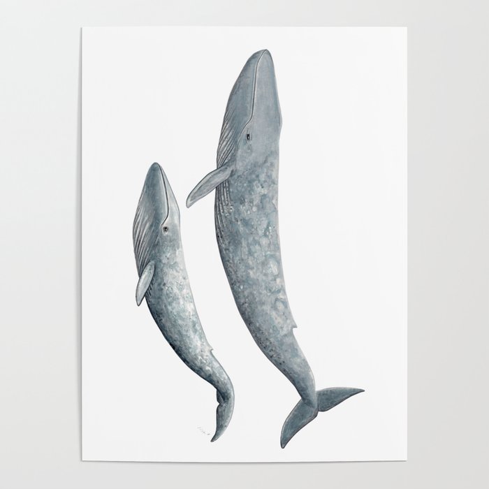 Poster Blue whale
