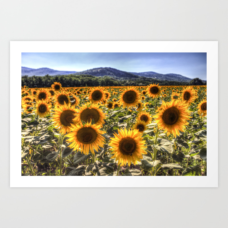 Sunflower Art Prints Society6