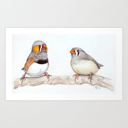 Courting Zebra Finches Art Print