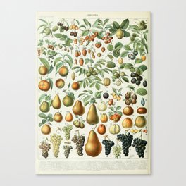 Vintage Fruit Poster 2 - Adolphe Millot Canvas Print