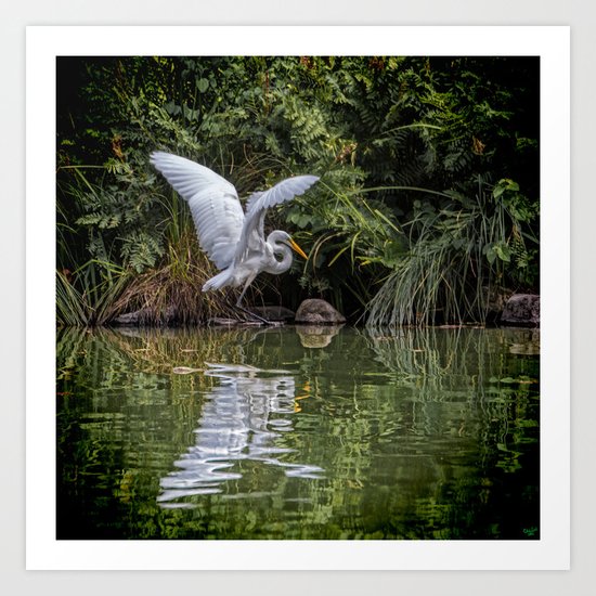 Egret Hunting Art Print
