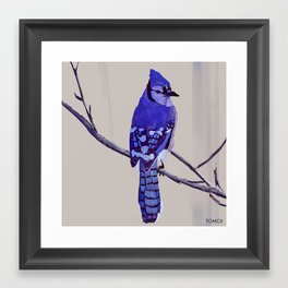Blue Jay Bird Framed Art Print