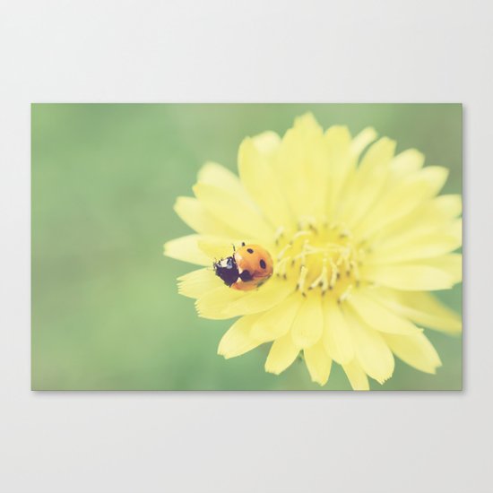 A Flower for My Lady Canvas Print