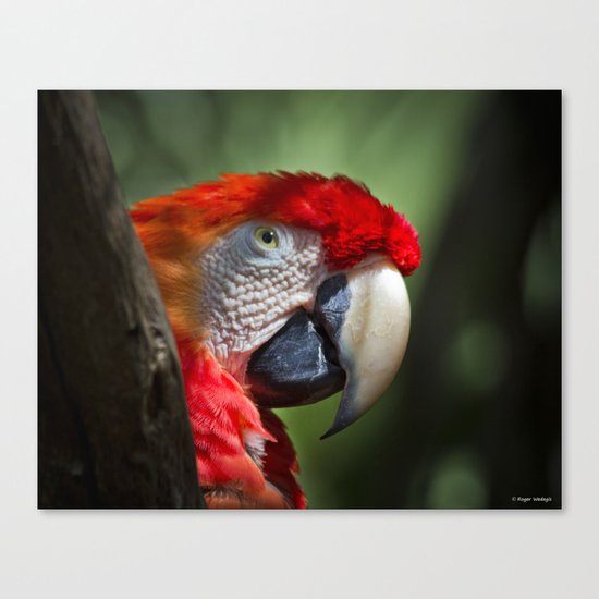 Scarlet Macaw Canvas Print