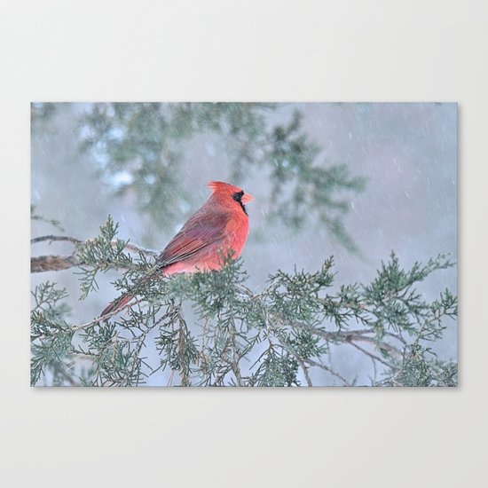 Sleet Cardinal Canvas Print