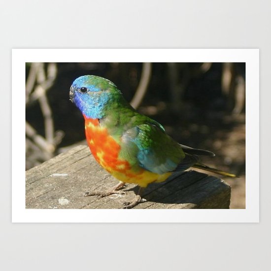 Red Scarlet Chested Parrot Art Print