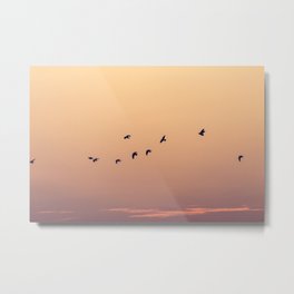 Pájaros Metal Print | Love, Landscape, Nature, Photo 