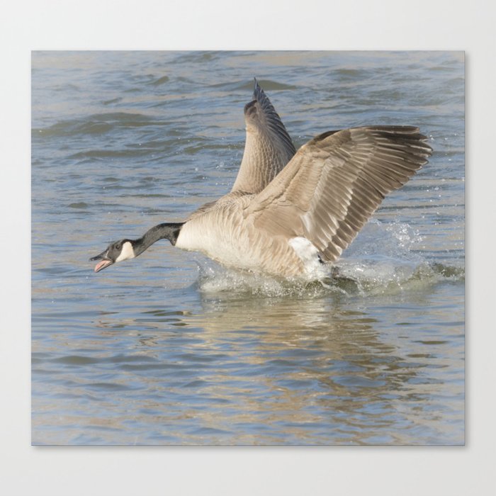 Canada Goose At The River Canvas Print