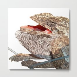 A Chameleon With Open Mouth Isolated Metal Print