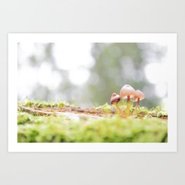 A small family | mushrooms on tree trunk | landscape photoprint Art Print