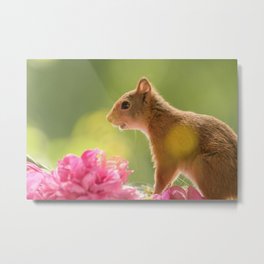 squirrel with peony flowers Metal Print | Flower, Colorful, Digital, Squirrels, Geertweggen, Rodent, Mammal, Sunny, Squirrel, Redsquirrel 