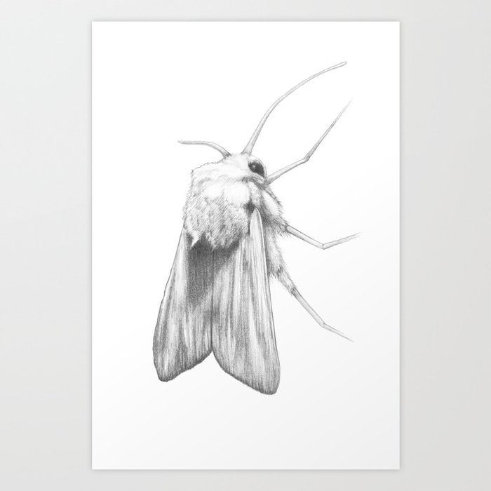 Moth  Art Print