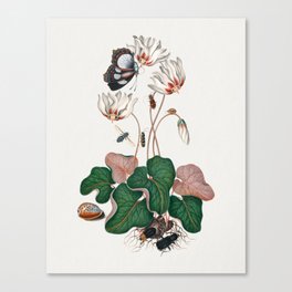 Cyclamen, Northern dune tiger beetle, Leaf beetle, Flesh fly and Wasp beetle from the Natural History Cabinet of Anna Blackburne Canvas Print