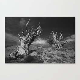 Sentinels of Time Canvas Print