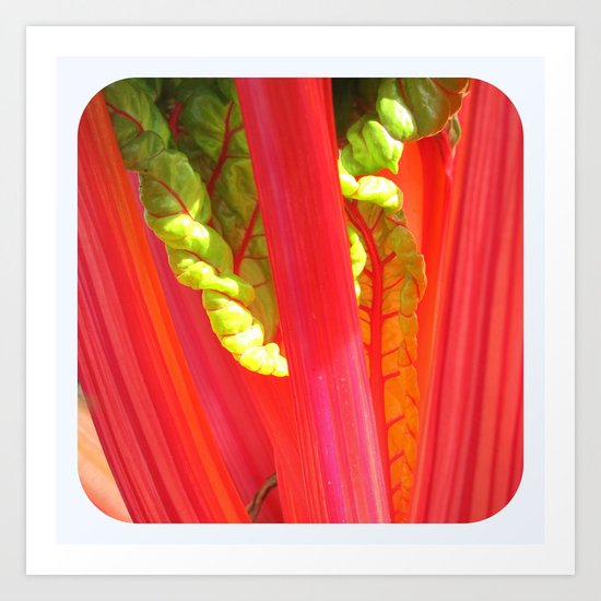 beauty in the mundane - nature's rainbow Art Print