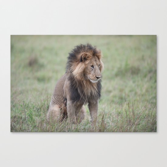 Lion Canvas Print
