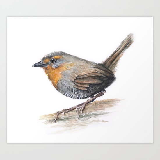 Chucao Bird Watercolor Animal Portrait Art Print