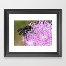 Bumblebee on Thistle Flower 02 Framed Art Print