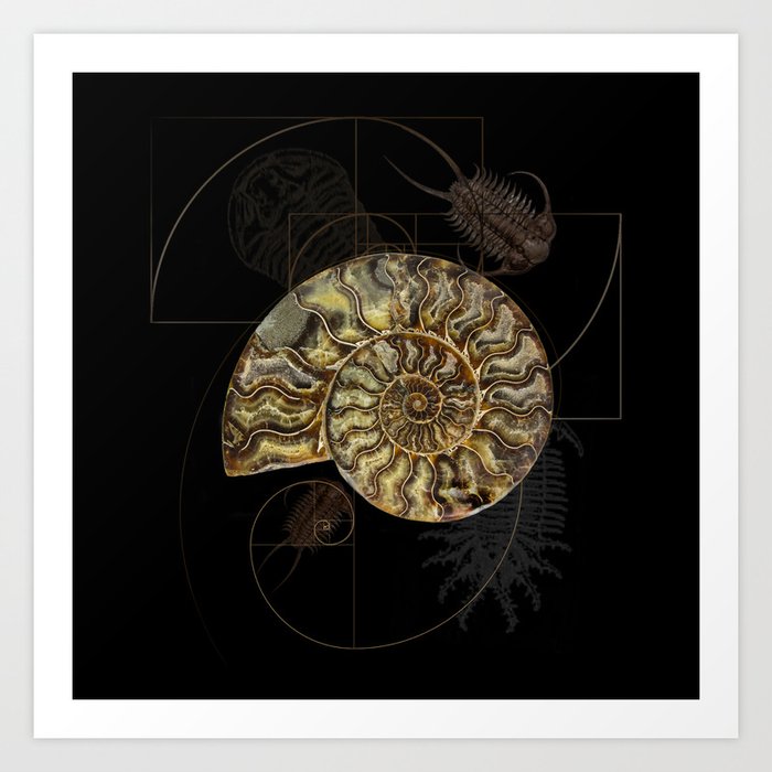 Ammonite Trilobite Fibonacci Spiral Art Print