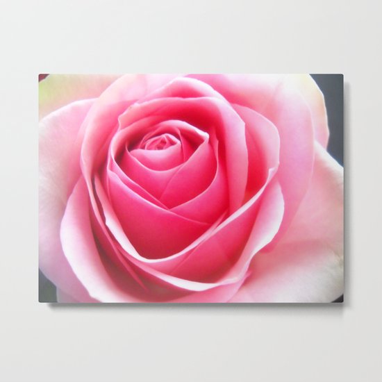 Pink Rose Metal Print