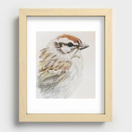 chipping sparrow portrait Recessed Framed Print